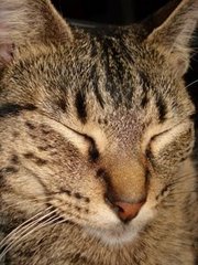 cat4.jpg
